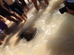 IMG_0516 (2)צב ים לחופש נולד צב ים לחופש נולד